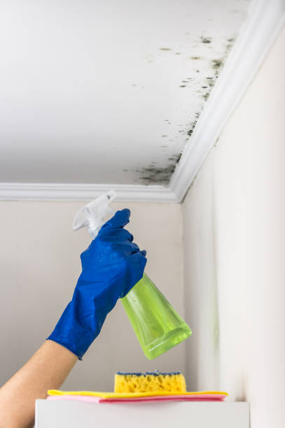 Best Basement Mold Removal  in West Haven, UT